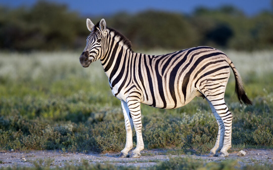 Equus_quagga_burchellii_-_Etosha,_2014