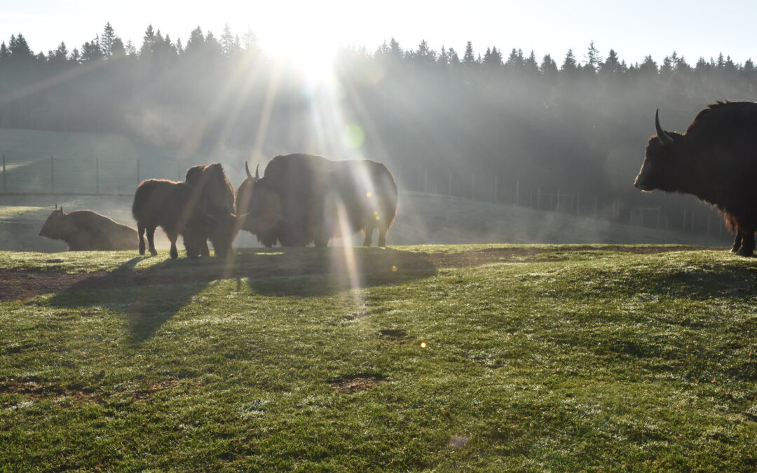 bisons parc polaire