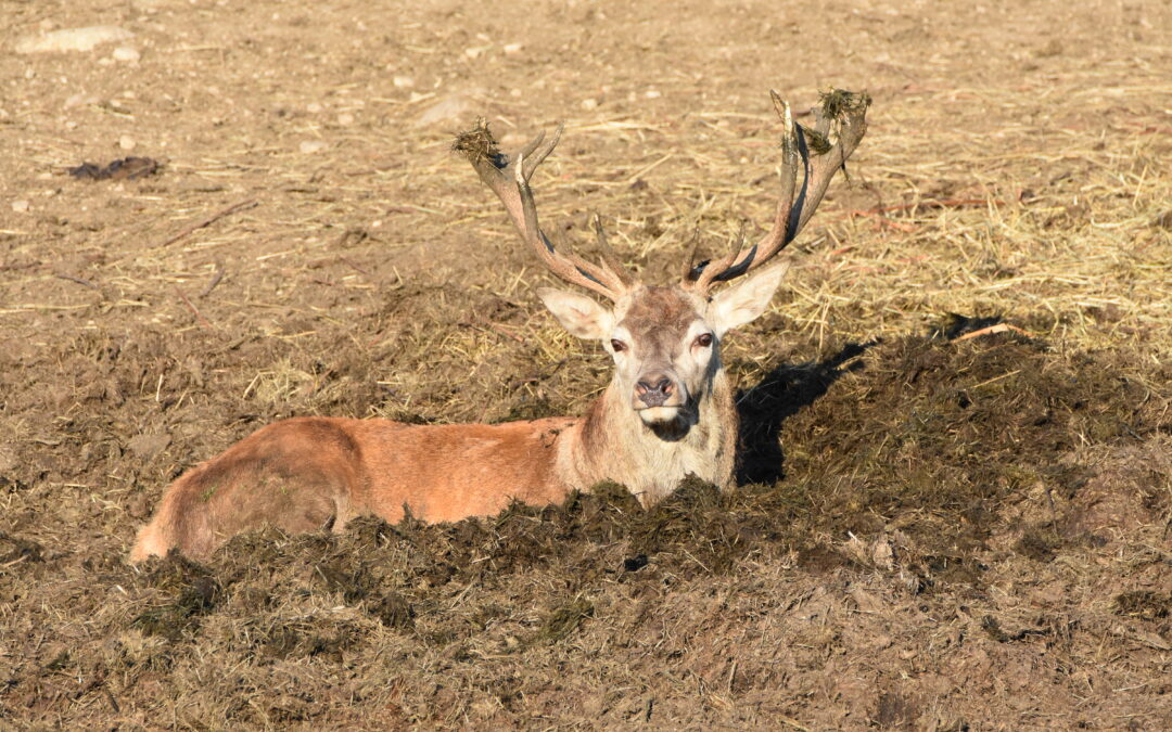 male red deer parc polaire