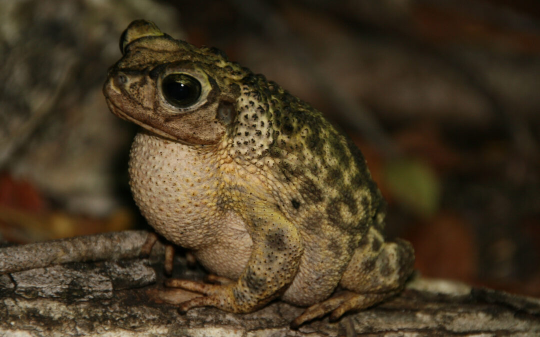 Peltophryne florentinoi_calling male