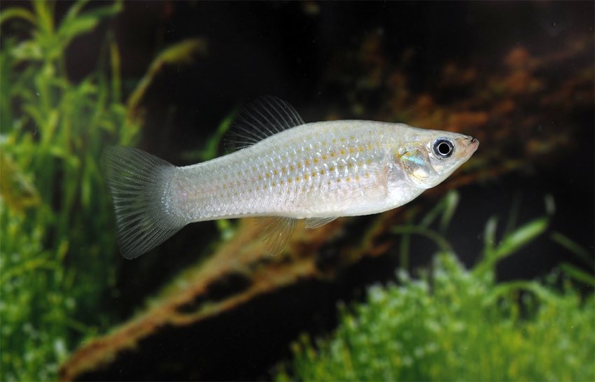 The-Amazon-molly-P-formosa-is-an-asexual-fish-with-remarkable-good-genomic-health