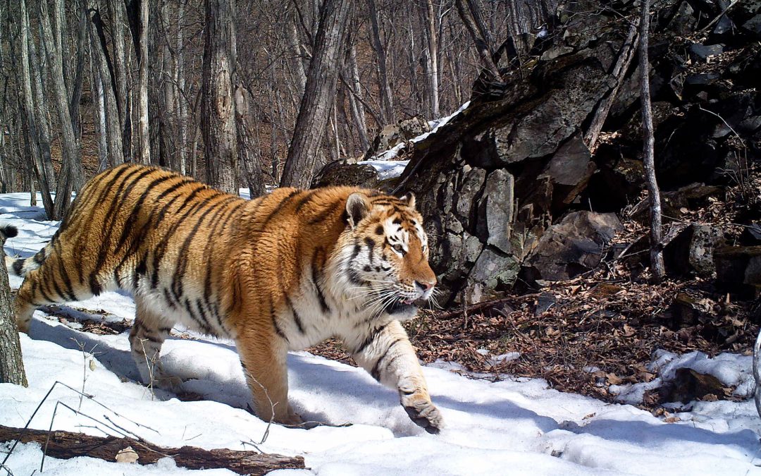 Siberian-tiger