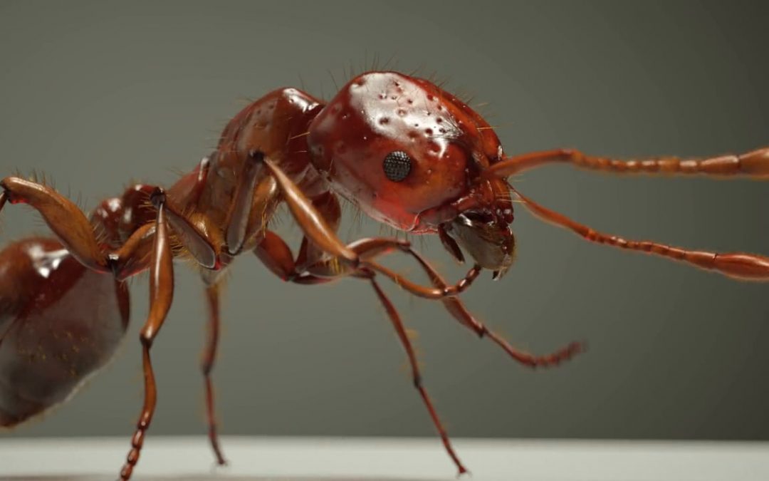 fire_ant_by_eric_keller