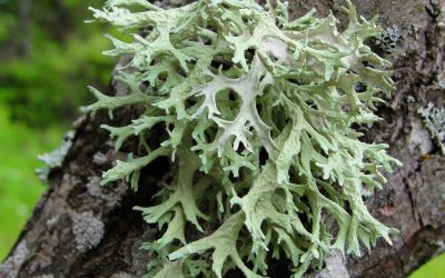 Lichens and mosses inventory