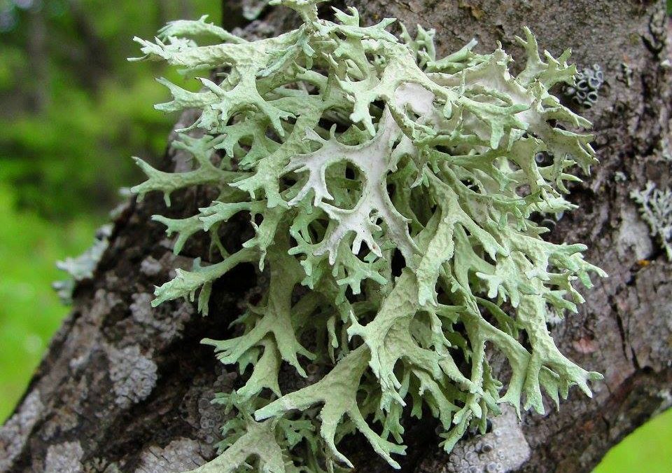 Inventaire lichens et mousses