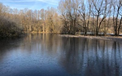 Field trip in the Saône’s marshland