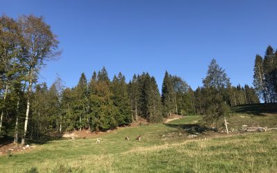 M1 Introductory Field Session (IFS) 2020
