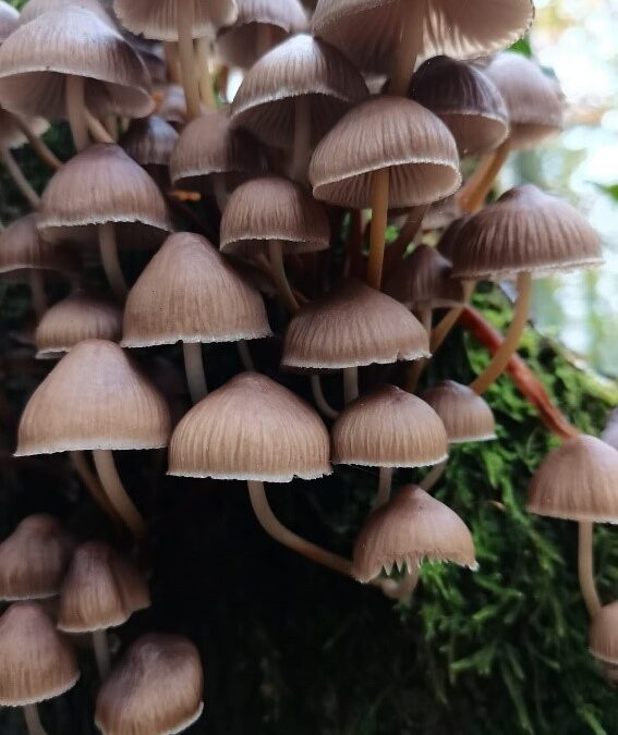 Learning about mushrooms with GNUFC