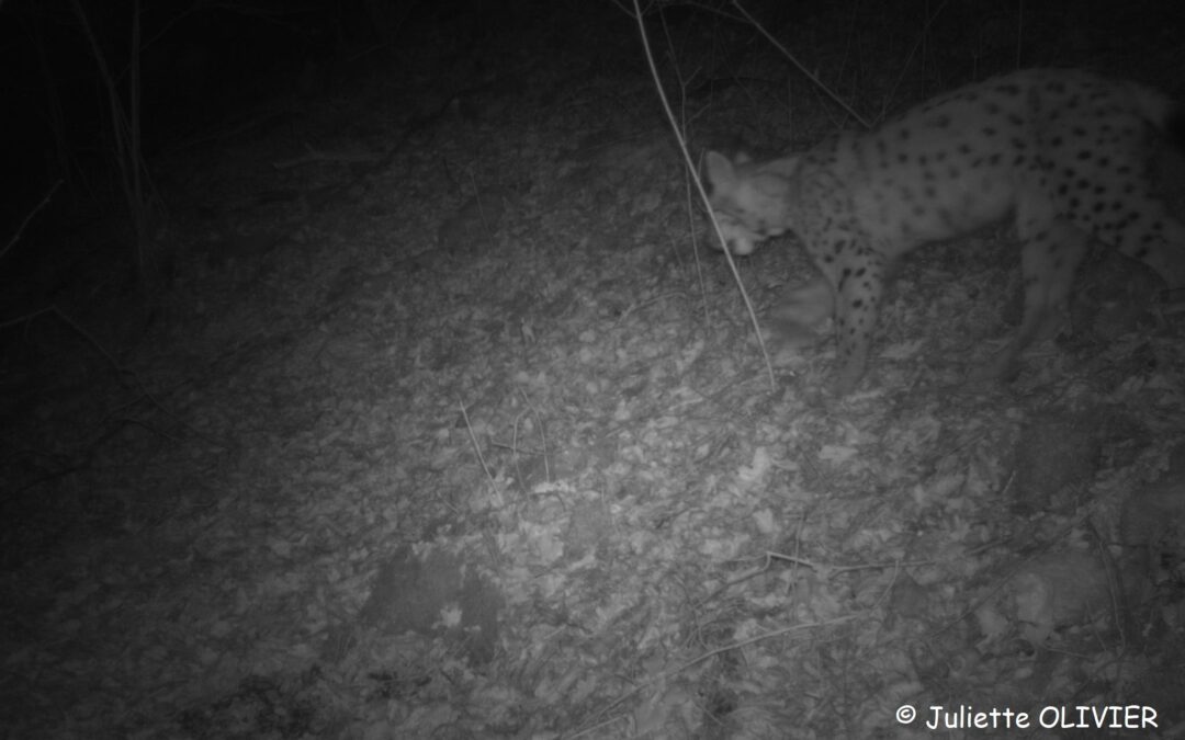 Lynx observation Jan 22 EN (3)