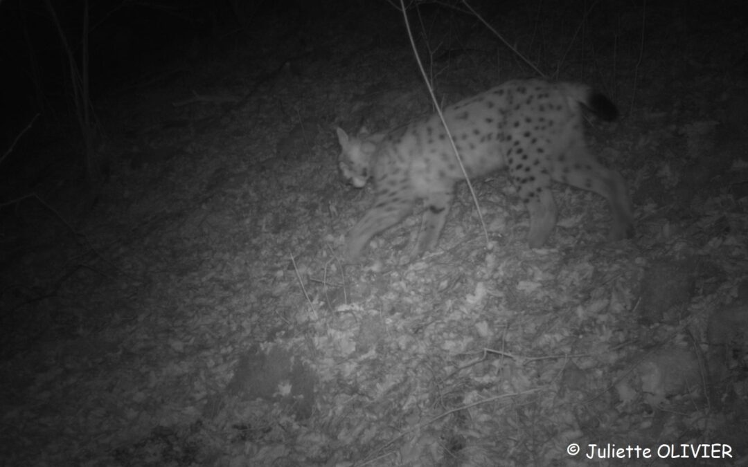 Lynx observation Jan 22 EN (4)