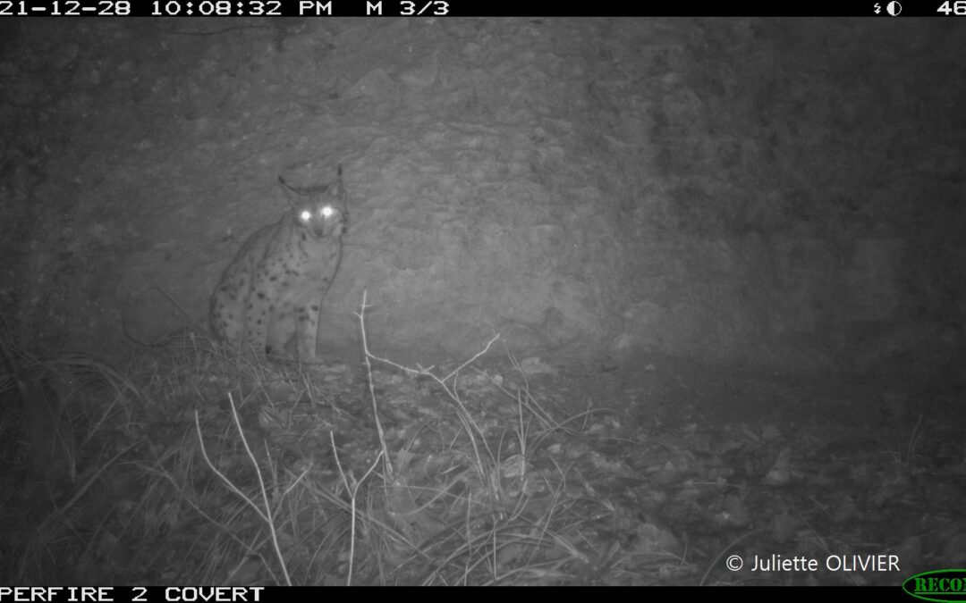 Lynx observation Jan 22 EN (2)