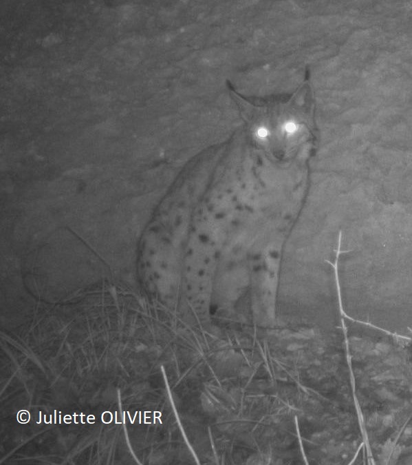 Eurasian Lynx caught on a camera trap