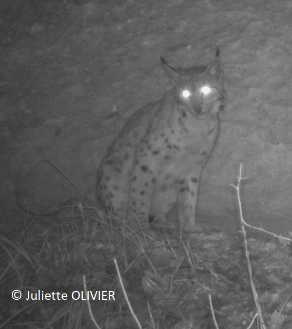 Observation de Lynx par une étudiante EMME