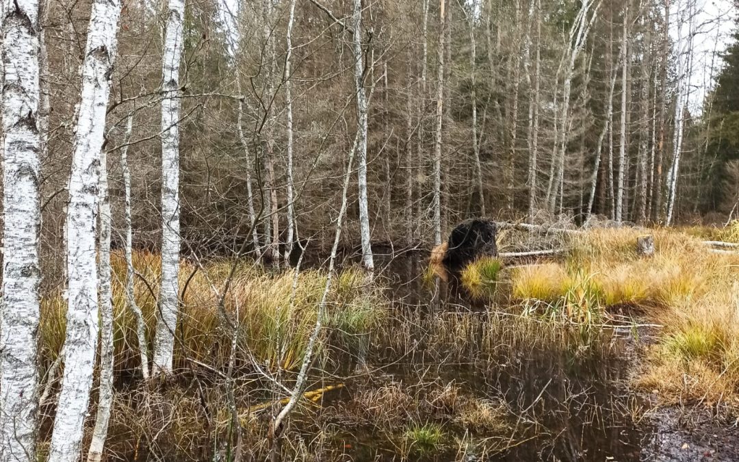 M1 Remoray Lake Visit – 2021