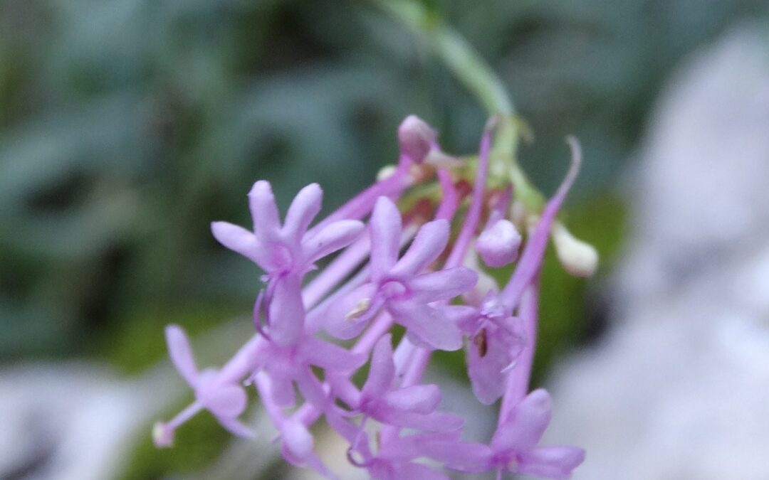 Centranthus lecoqii