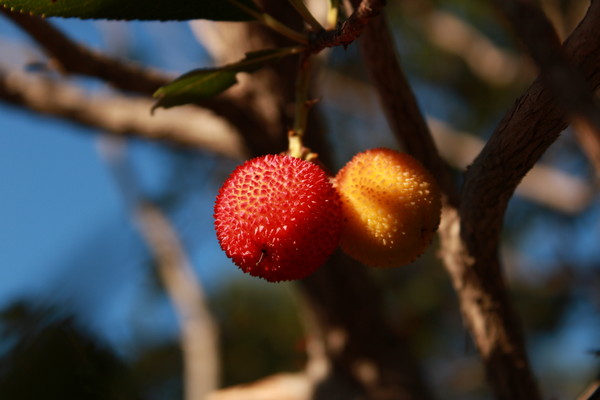 Fruits of the Strawberry tree (Arbutus unedo)