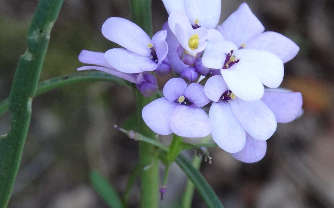Iberis intermedia